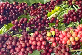 Giá cà phê giảm 1.000 đồng/kg sau 2 phiên ổn định liên tiếp 