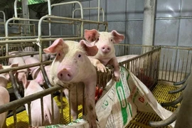 Heo hơi tạo kỷ lục mới với giá 74.000 đồng/kg