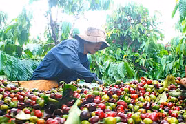 Cà phê đảo chiều tăng, hồ tiêu giảm đến 1.000 đồng/kg