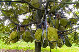 Giá sầu riêng xuất khẩu tăng mạnh sau Tết, lên mức 155.000 đồng/kg