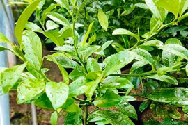 Giá trị sức khỏe bất ngờ của lá chanh không nên bỏ qua