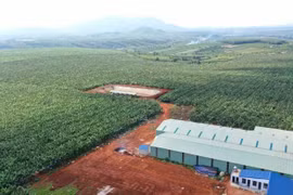 Cấp mã số vùng trồng chỉ trong 3 ngày nhờ chính sách mới