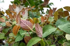 Lá mơ lông và giá trị y học ít người biết