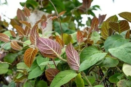 Lá mơ lông và giá trị y học ít người biết