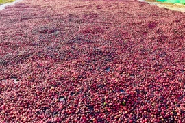 Thị trường cà phê thế giới hồi phục sau chuỗi ngày giảm sâu