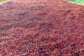 Thị trường cà phê thế giới hồi phục sau chuỗi ngày giảm sâu