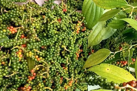 Giá hồ tiêu tiếp tục giảm sâu, cà phê tăng thêm 800-1.000 đồng/kg