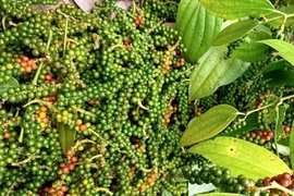 Giá hồ tiêu tiếp tục giảm sâu, cà phê tăng thêm 800-1.000 đồng/kg