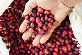 Giá cà phê tăng thêm 500-600 đồng/kg trong ngày 11-2