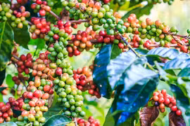 Ngày 18-1, giá cà phê chỉ giảm nhẹ ở Lâm Đồng