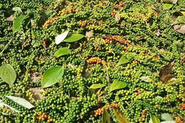 Ngày 5-2, giá cà phê và hồ tiêu cùng “lao dốc”