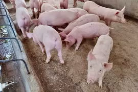 Giá heo hơi phục hồi trở lại, cao nhất 66.000 đồng/kg