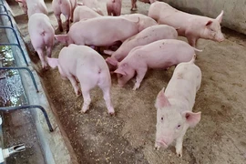 Giá heo hơi phục hồi trở lại, cao nhất 66.000 đồng/kg