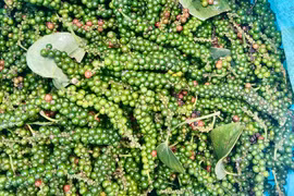 Giá cà phê và hồ tiêu bật tăng đồng loạt trong ngày 6-3