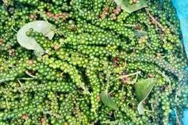 Giá cà phê và hồ tiêu bật tăng đồng loạt trong ngày 6-3