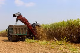 Giá đường rơi xuống mức thấp nhất trong vòng 5 năm