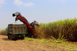 Giá đường rơi xuống mức thấp nhất trong vòng 5 năm