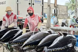 Ngư dân trúng cá ngừ đại dương sau chuyến biển xuyên Tết