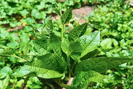 Rau mồng tơi không phù hợp với nhóm người nào?