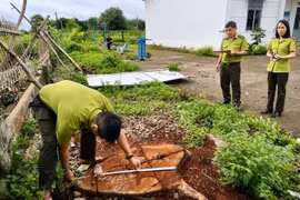 Đo đạc, kiểm kê cây xanh bị chặt hạ tại trụ sở UBND xã Hbông (cũ)