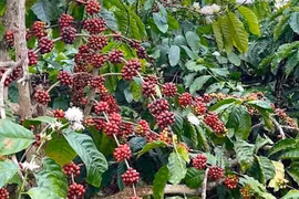 Giá cà phê giảm nhẹ, về mức 92.700 đồng/kg