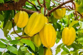 Nhiều lợi ích cho sức khỏe từ quả khế