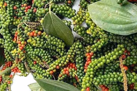 Giá hồ tiêu tăng đến 2.000 đồng/kg, lên mức 141.000 đồng/kg