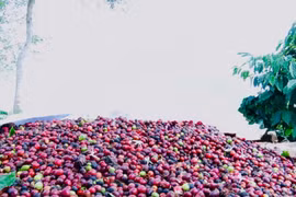 Ngày 3-2, giá cà phê nhích nhẹ 200-300 đồng/kg