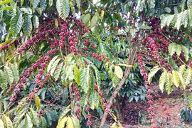 Ngày 9-4, giá cà phê trong nước giảm 4.000 đồng/kg, hồ tiêu tăng nhẹ