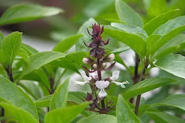 Rau húng quế và loạt công dụng không ngờ