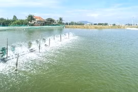 Chuẩn bị vụ nuôi tôm nước lợ năm 2026