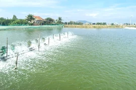 Chuẩn bị vụ nuôi tôm nước lợ năm 2026