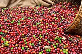 Giá cà phê thế giới tăng mạnh trên các sàn giao dịch