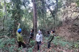 Gia Lai: Tăng cường kiểm tra, xử lý các hành vi vi phạm pháp luật về lâm nghiệp