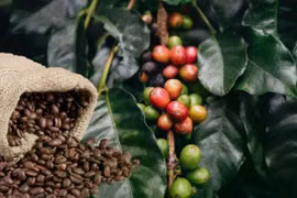 Cà phê tăng thêm 1.600 đồng/kg trong ngày 30-4