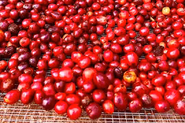 Cà phê lùi về mốc 85.000 đồng/kg, hồ tiêu tăng giá nhẹ