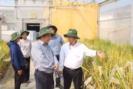 Giới thiệu, đánh giá thực địa nhiều giống cây trồng mới của ASISOV