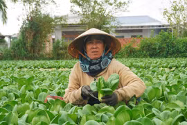 Trồng rau an toàn, cải thiện đời sống