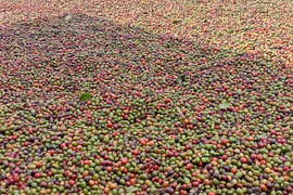 Ngày 14-3, giá cà phê trong nước đảo chiều tăng 1.200-1.600 đồng/kg