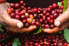 Cà phê trong nước mất giá thêm 700 đồng/kg trong ngày 10-1