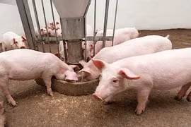 Giá heo hơi cao kỷ lục, đạt ngưỡng 81.000 đồng/kg