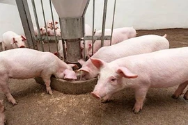 Giá heo hơi cao kỷ lục, đạt ngưỡng 81.000 đồng/kg