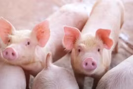 Tăng mạnh 3.000 đồng/kg, giá heo hơi tiếp tục lập đỉnh mới 