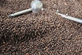 Ngày 19-3, giá cà phê tăng thêm 1.500-1.600 đồng/kg