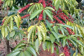 Giá cà phê tăng nhẹ, đạt mốc 85.300 đồng/kg