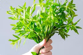 Rau ngổ và những công dụng đáng giá với sức khỏe