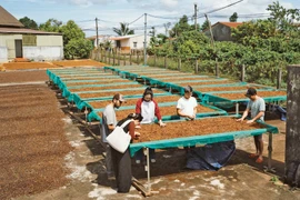 Đánh thức giá trị du lịch của cây cà phê