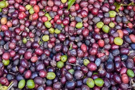 Giá cà phê thế giới biến động trái chiều qua các kỳ giao hàng