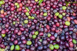 Giá cà phê thế giới biến động trái chiều qua các kỳ giao hàng