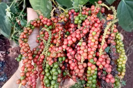 Giá cà phê và hồ tiêu thế giới biến động, trong nước tạm chững phiên cuối tuần